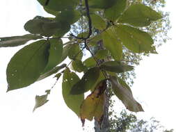 Image of shagbark hickory