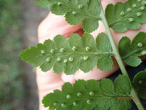 Image of Dryopteris inaequalis (Schltdl.) O. Kuntze