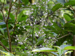 Image of Paraprenanthes sororia (Miq.) C. Shih