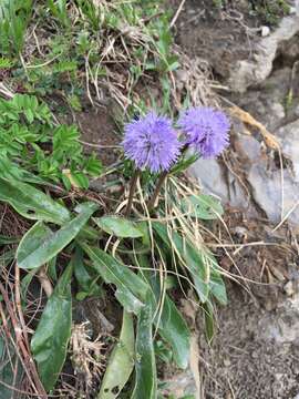 Image de Globularia nudicaulis L.