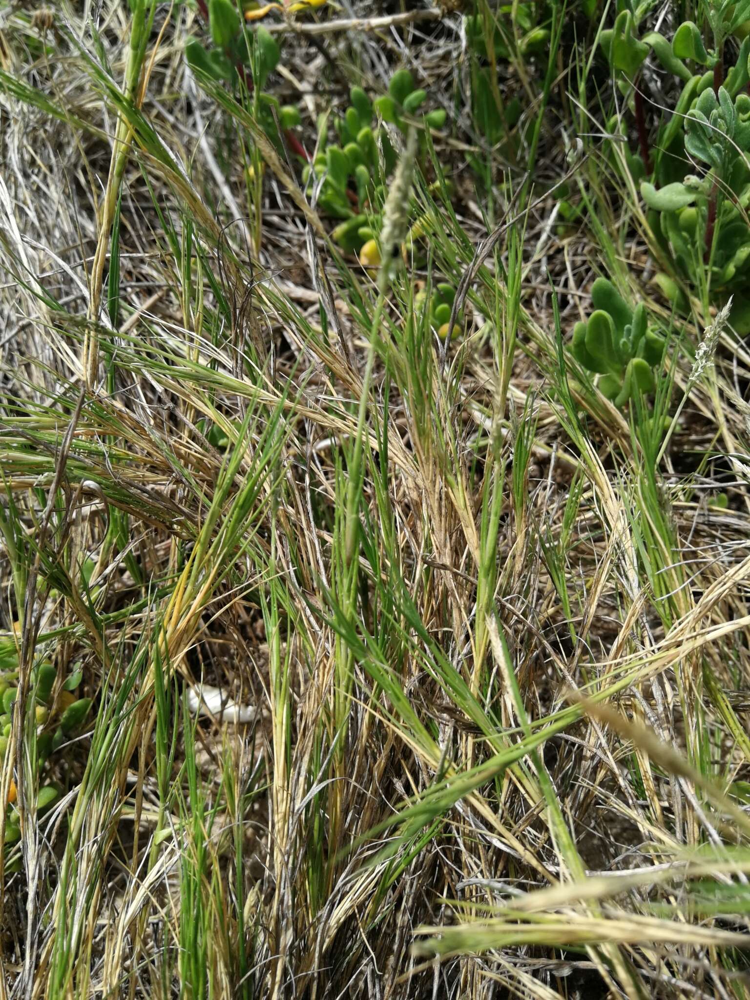 Image of seashore dropseed