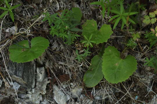 Plancia ëd Petasites rubellus (J. F. Gmel.) Toman