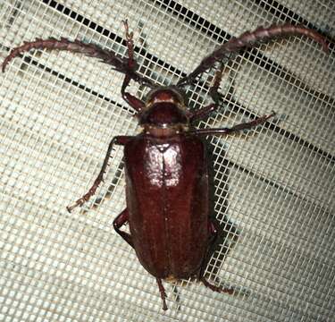 Image of California Root Borer