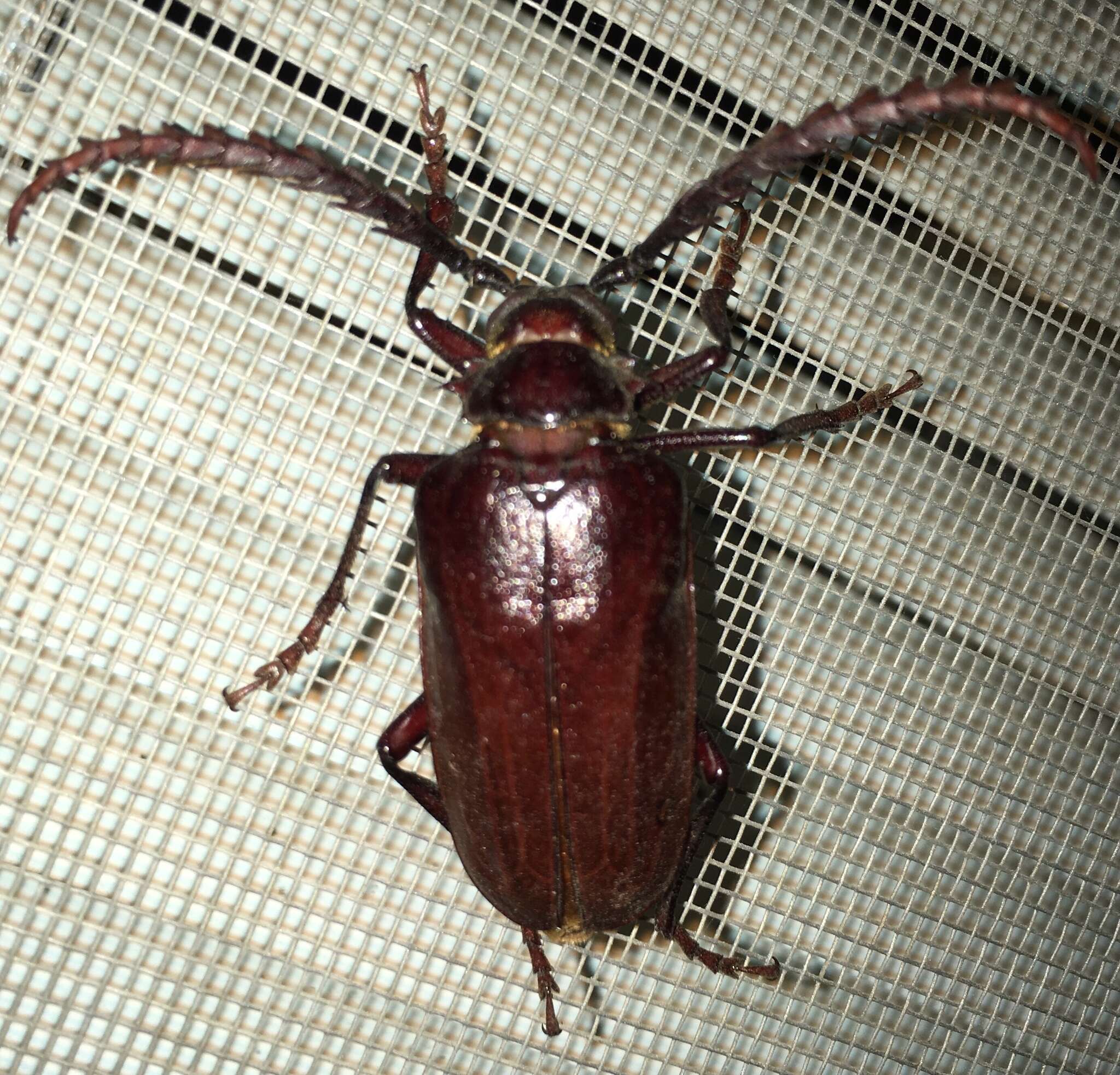 Sivun Prionus californicus Motschulsky 1845 kuva