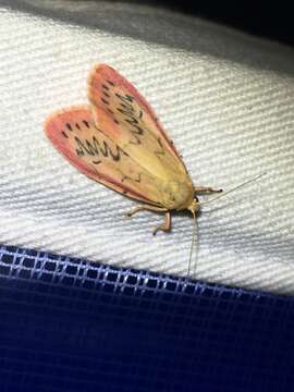 Image of rosy footman