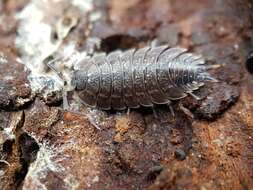 Image of Porcellio violaceus Budde-Lund 1885