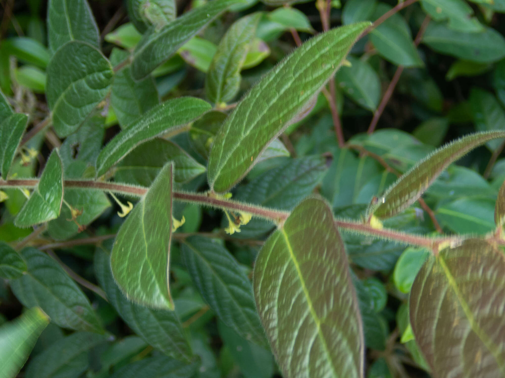 Image of Phyllanthus eriocarpus (Champ. ex Benth.) Müll. Arg.