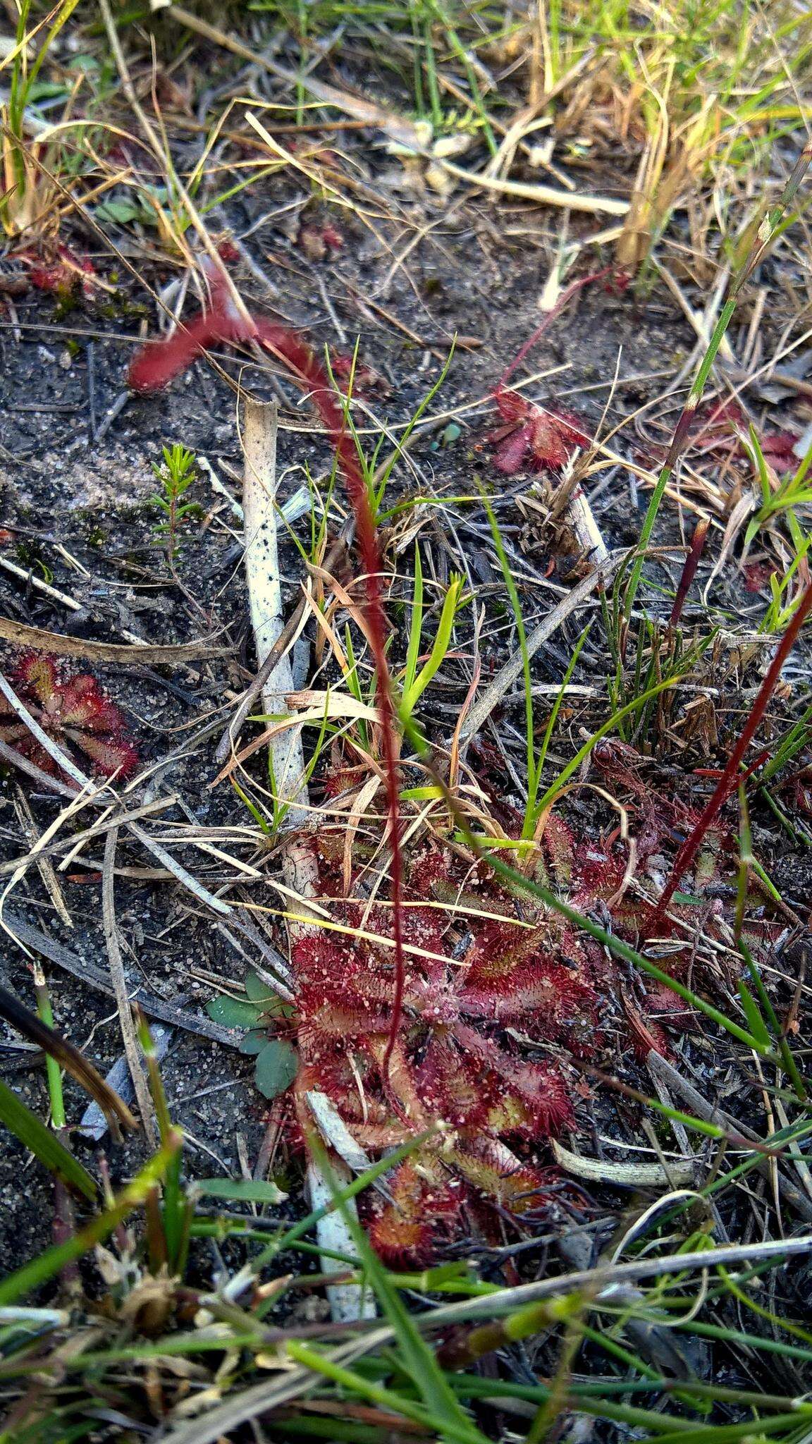 Imagem de Drosera aliciae R. Hamet