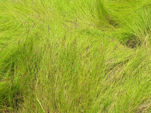 Image of saltmeadow cordgrass