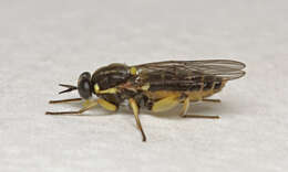 Image of Drab Wood Soldier Fly