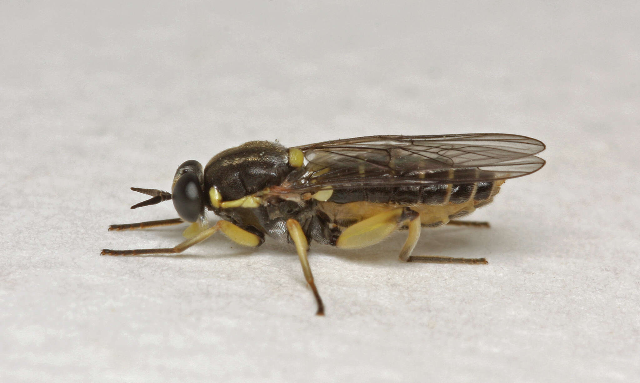 Image of Drab Wood Soldier Fly