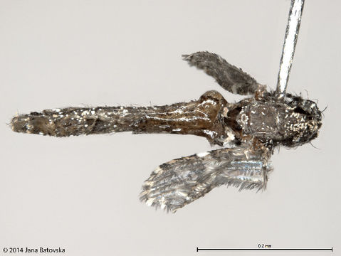 Image of <i>Aedeomyia venustipes</i> (Skuse 1889)