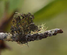 Image of Kaernefeltia californica (Tuck.) A. Thell & Goward