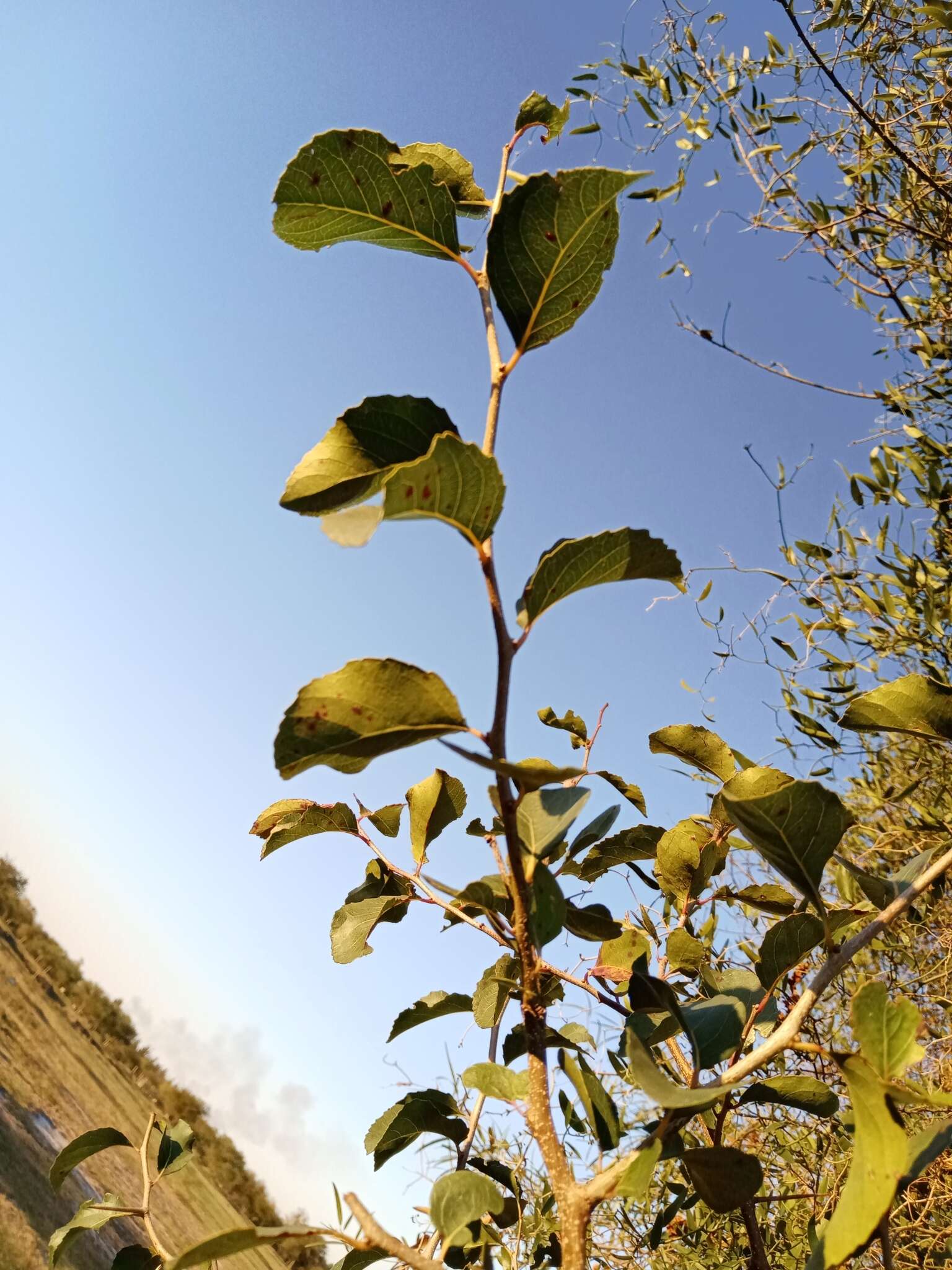 Image of Xylosma tweediana (Clos) Eichler