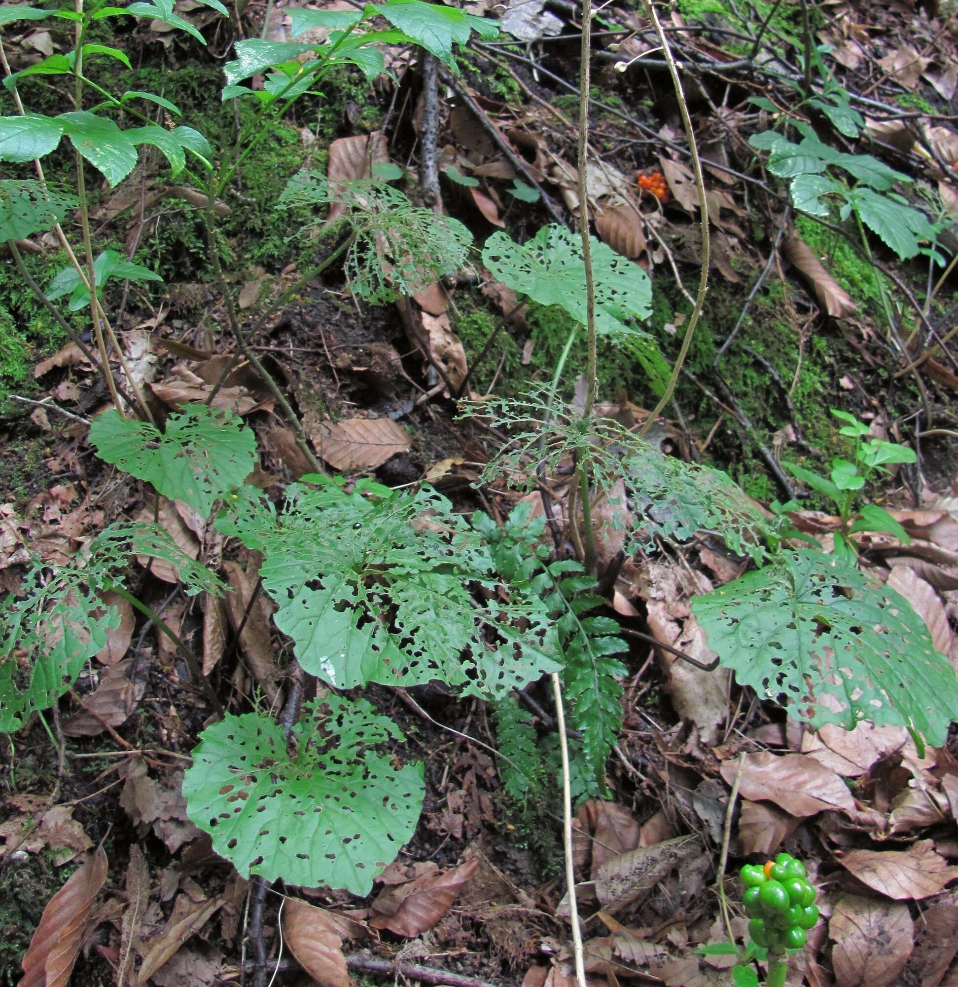 Imagem de Pachyphragma macrophyllum (Hoffm.) N. Busch