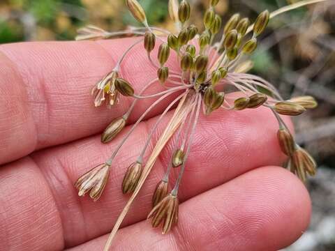 Imagem de Allium paniculatum subsp. paniculatum