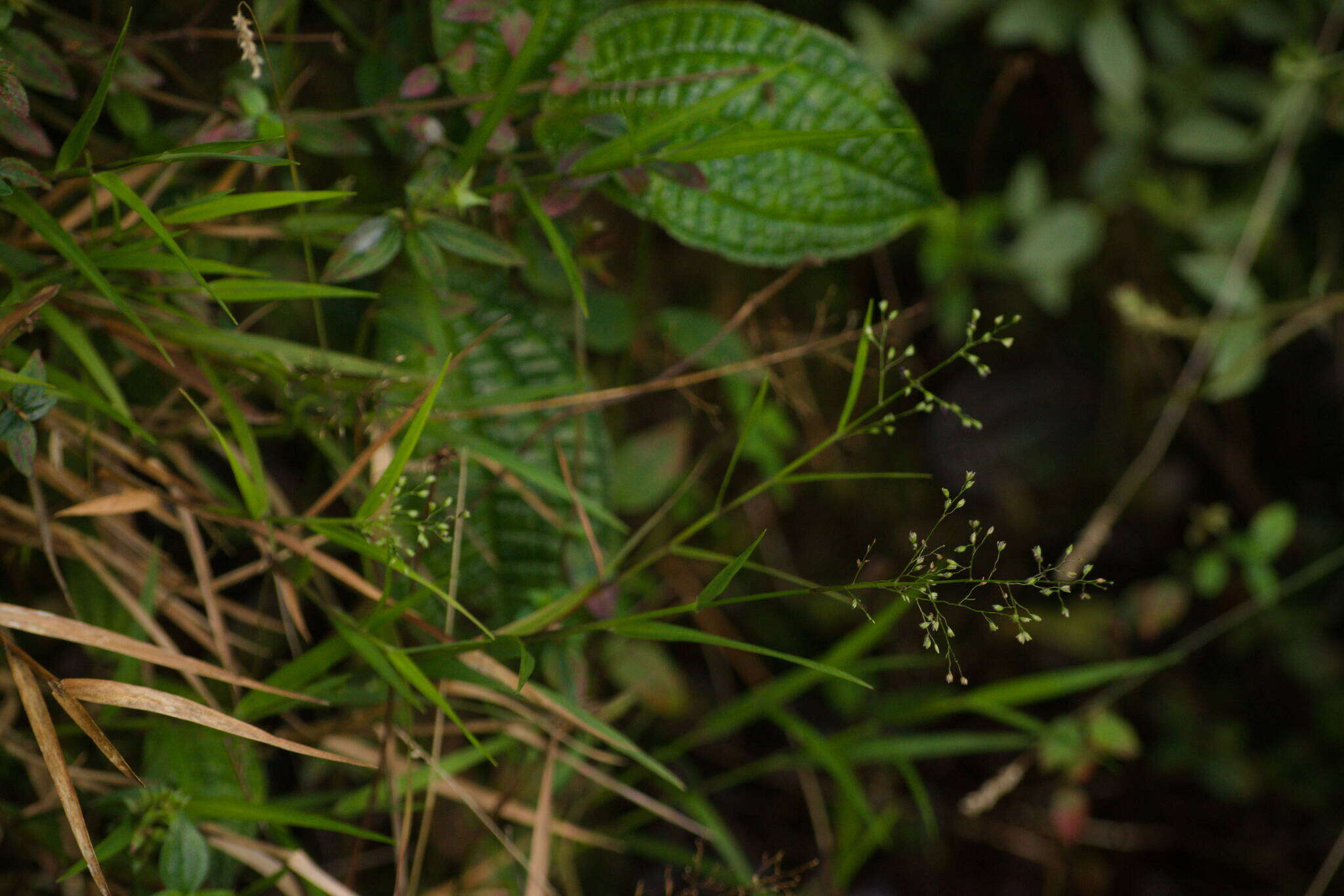 Image of Kauai Blood Grass