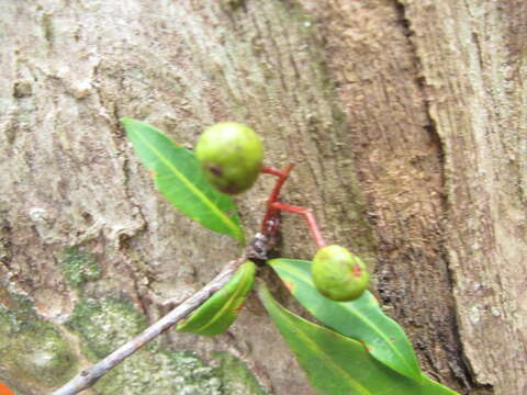 Plancia ëd Ixora cremixora Drake