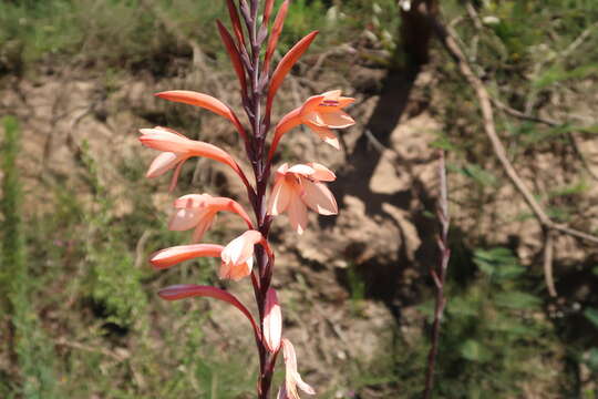 Слика од Watsonia fourcadei J. W. Mathews & L. Bolus