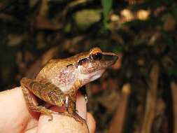 Image of Izabal robber frog
