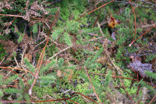 Image of Dwarf Gorse