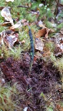 Image of Ophiocordyceps robertsii (Hook.) G. H. Sung, J. M. Sung, Hywel-Jones & Spatafora 2007