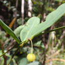Image de Phyllanthus castus S. Moore