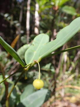 Image de Phyllanthus castus S. Moore