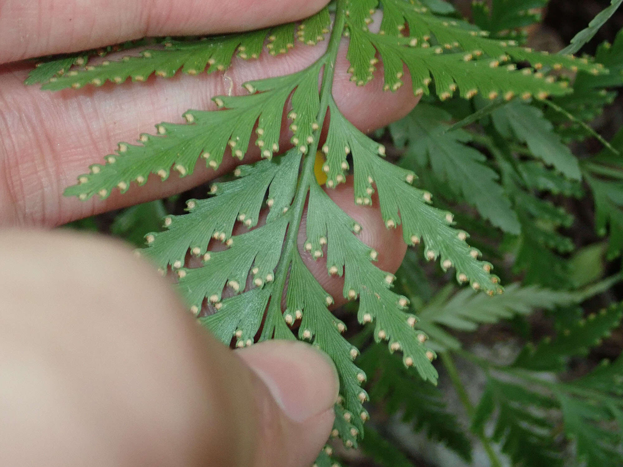 Image de Davallia denticulata (Burm. fil.) Mett. ex Kuhn