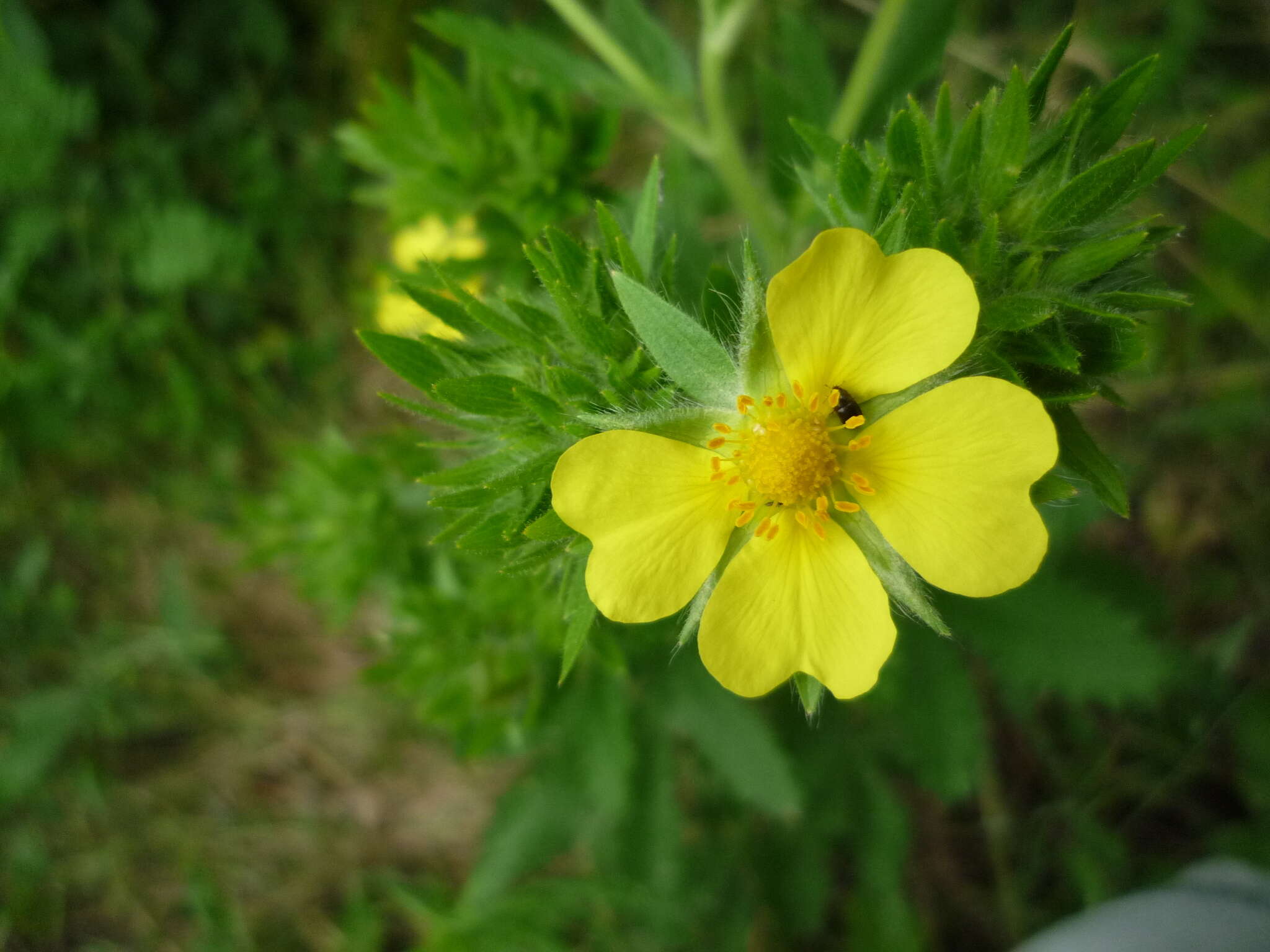 Image of Potentilla recta subsp. obscura (Willd.) Arcang.