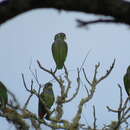 Imagem de Pionus maximiliani melanoblepharus Miranda-Ribeiro 1920