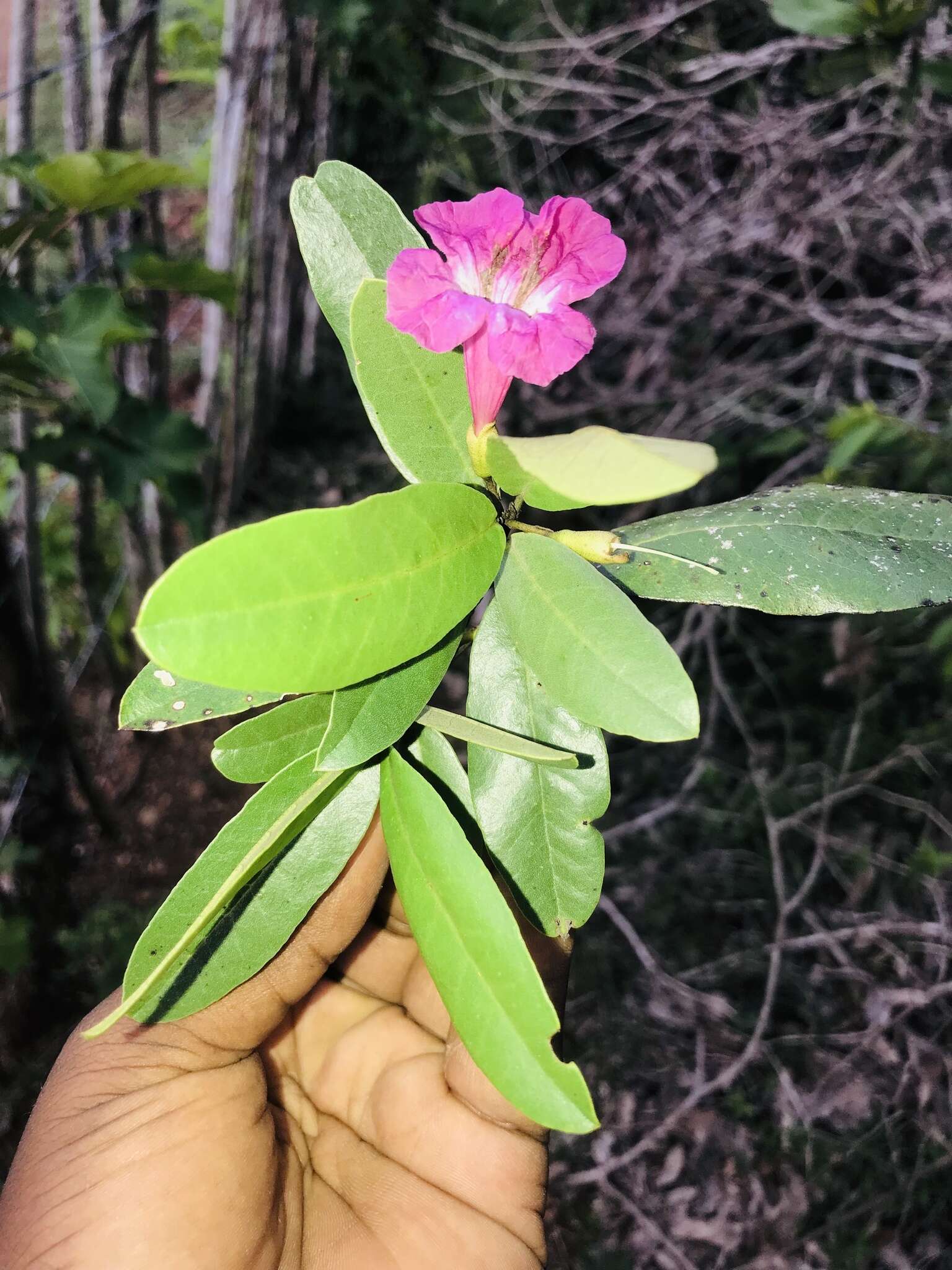 Plancia ëd Tabebuia acrophylla (Urb.) Britton