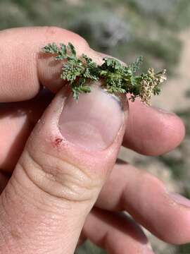 Image of snowline springparsley