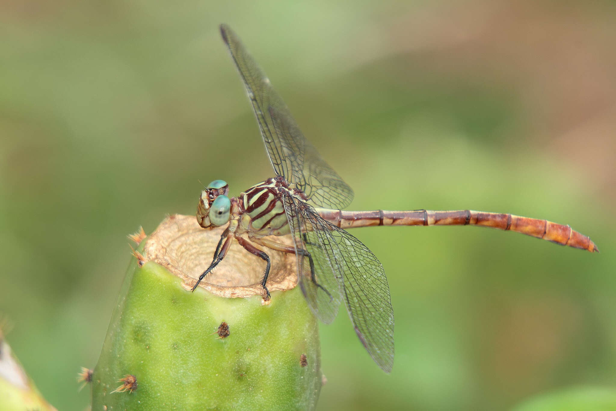 Image of Stylurus Needham 1897