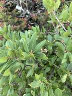 Image of Tamalpais oak