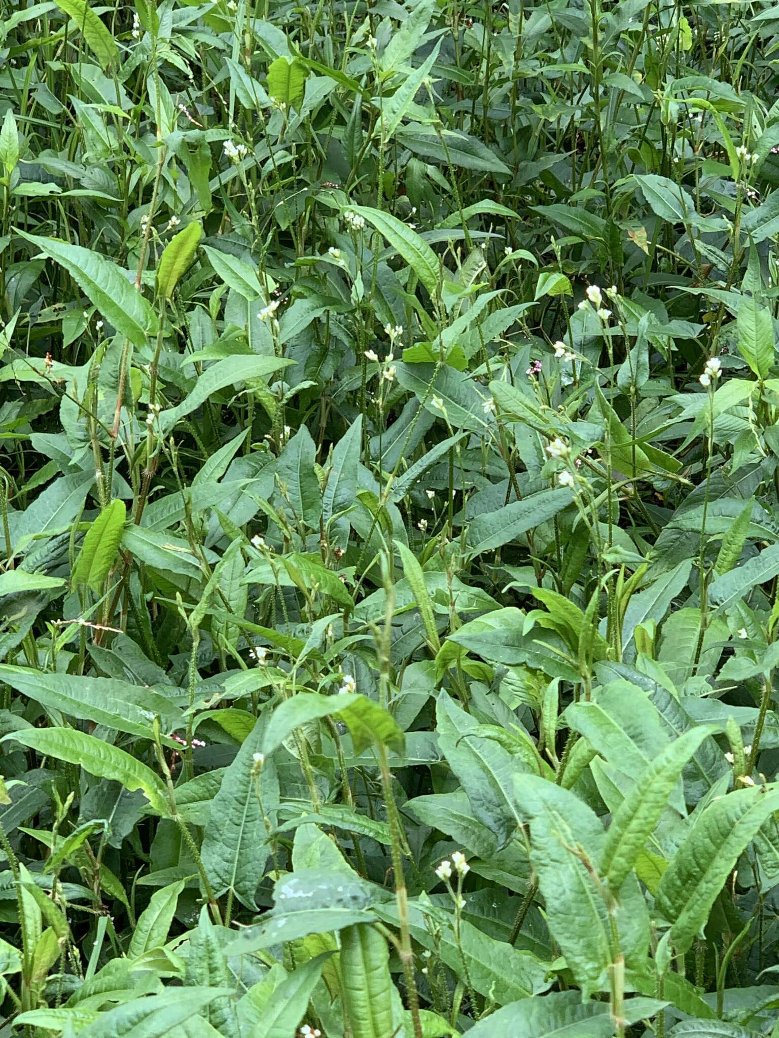 Image of Persicaria strigosa (R. Br.) Nakai