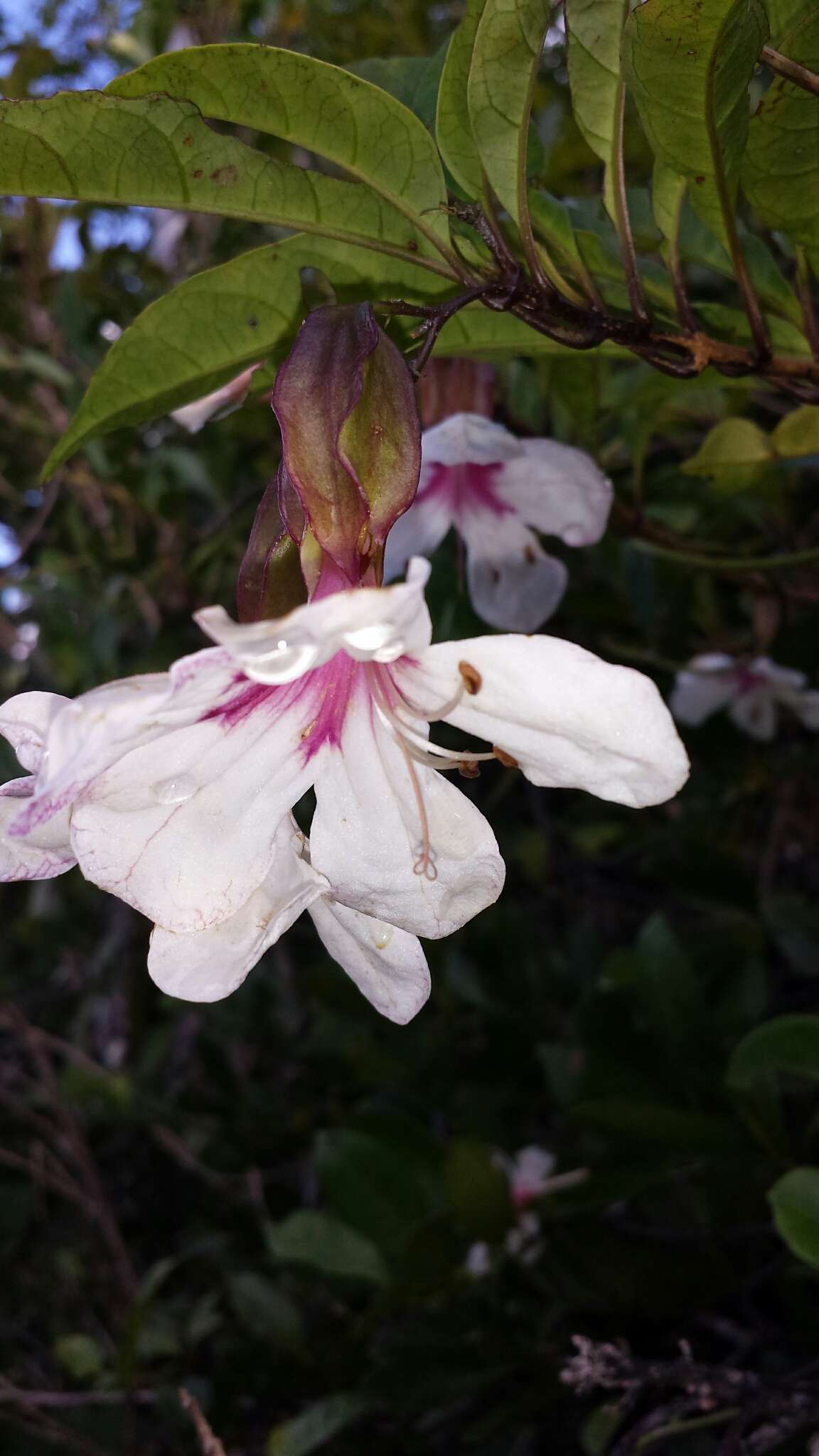 Clerodendrum arenarium Baker resmi