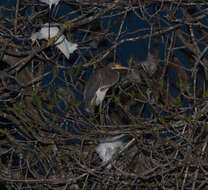 Image of Tricolored Heron