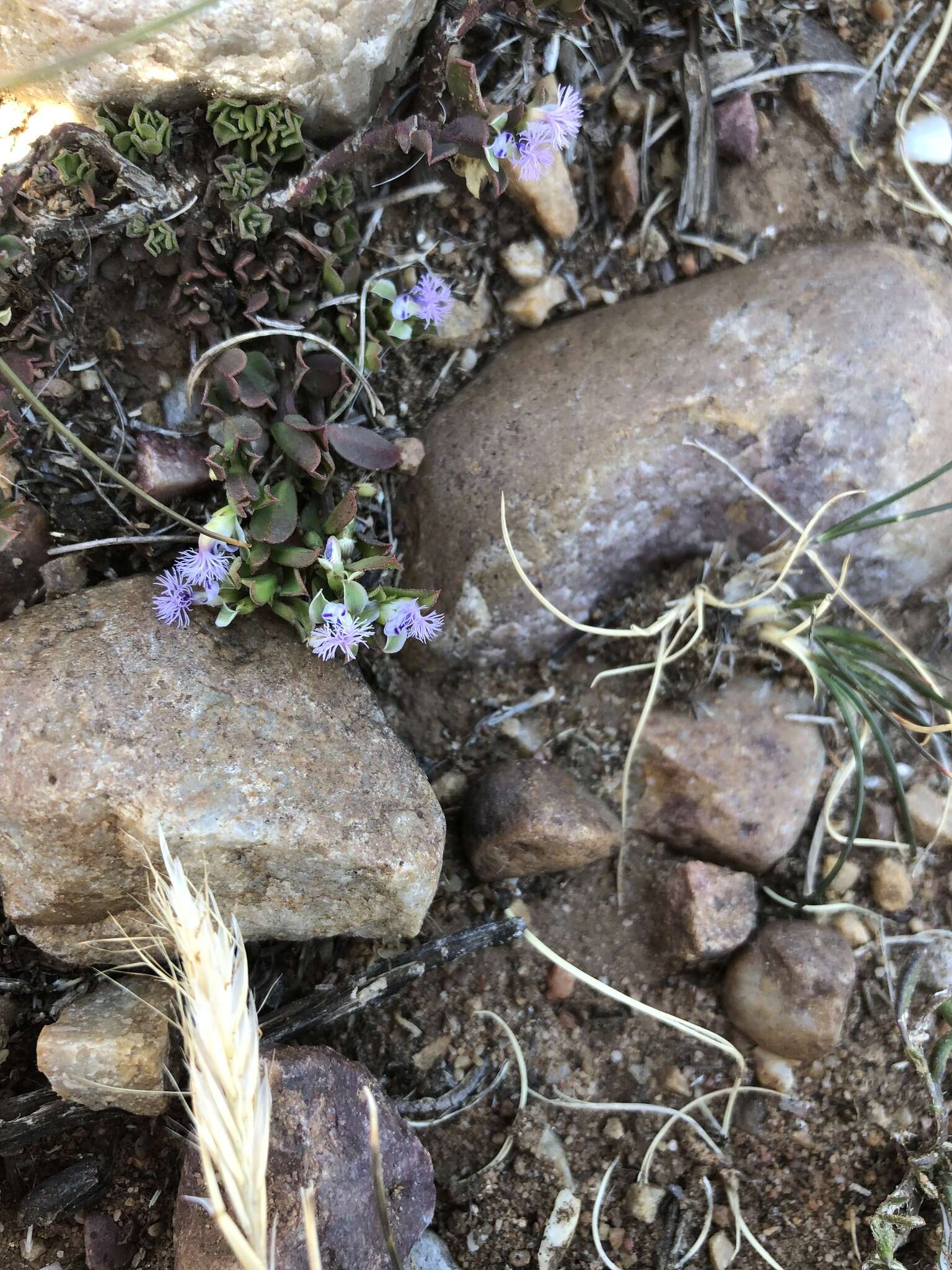 Image of Polygala asbestina Burch.