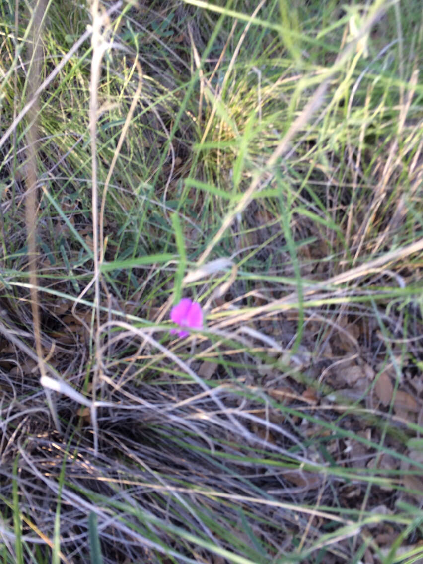 Image of longleaf cologania