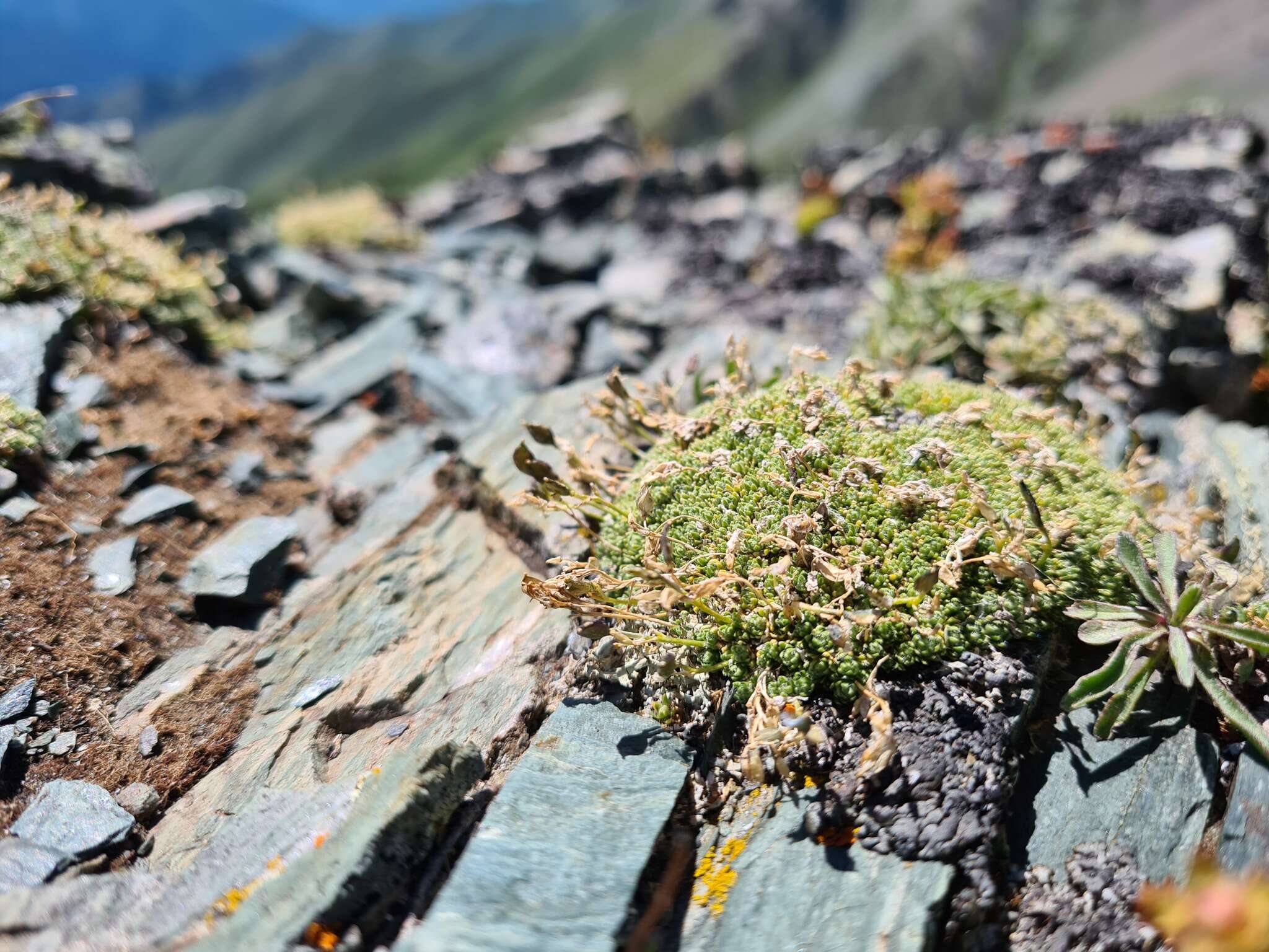 Image of Draba rigida Willd.