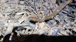 Image of Two-spotted Snake