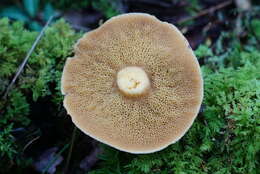 Image of Suillus punctipes (Peck) Singer 1945