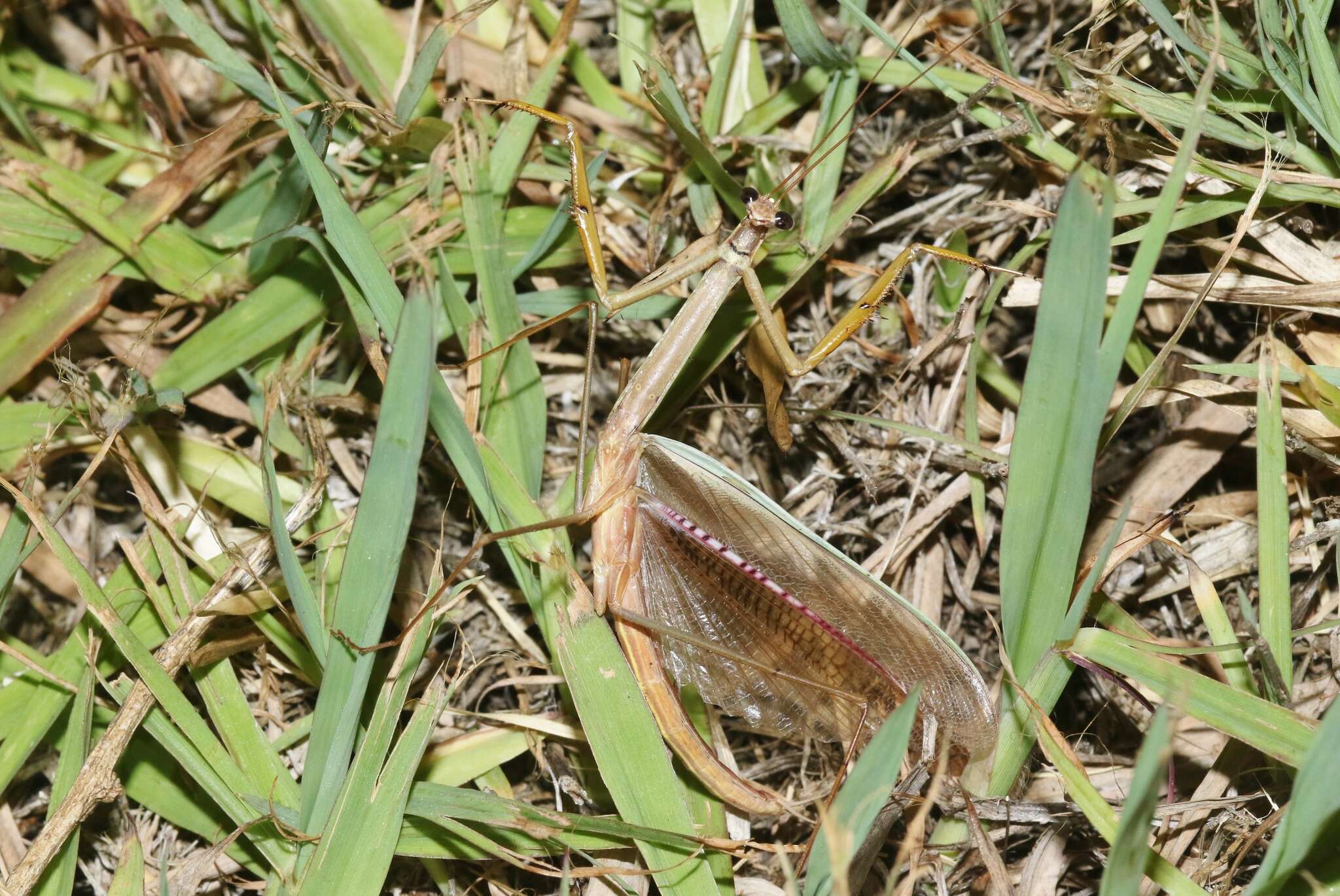 Image of Tenodera Burmeister 1838