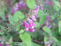 Image of Melampyrum roseum Maxim.