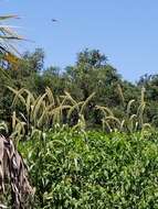 Image of Giant Bristle Grass