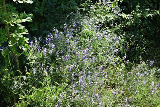 Image of Vicia tenuifolia subsp. dalmatica (A. Kern.) Greuter