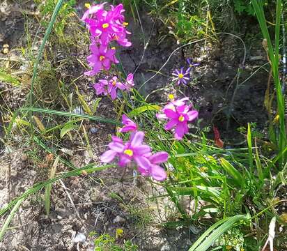 Image of Ixia scillaris L.