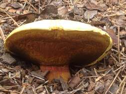 Image of Boletus orovillus Thiers & Kowalski 1967