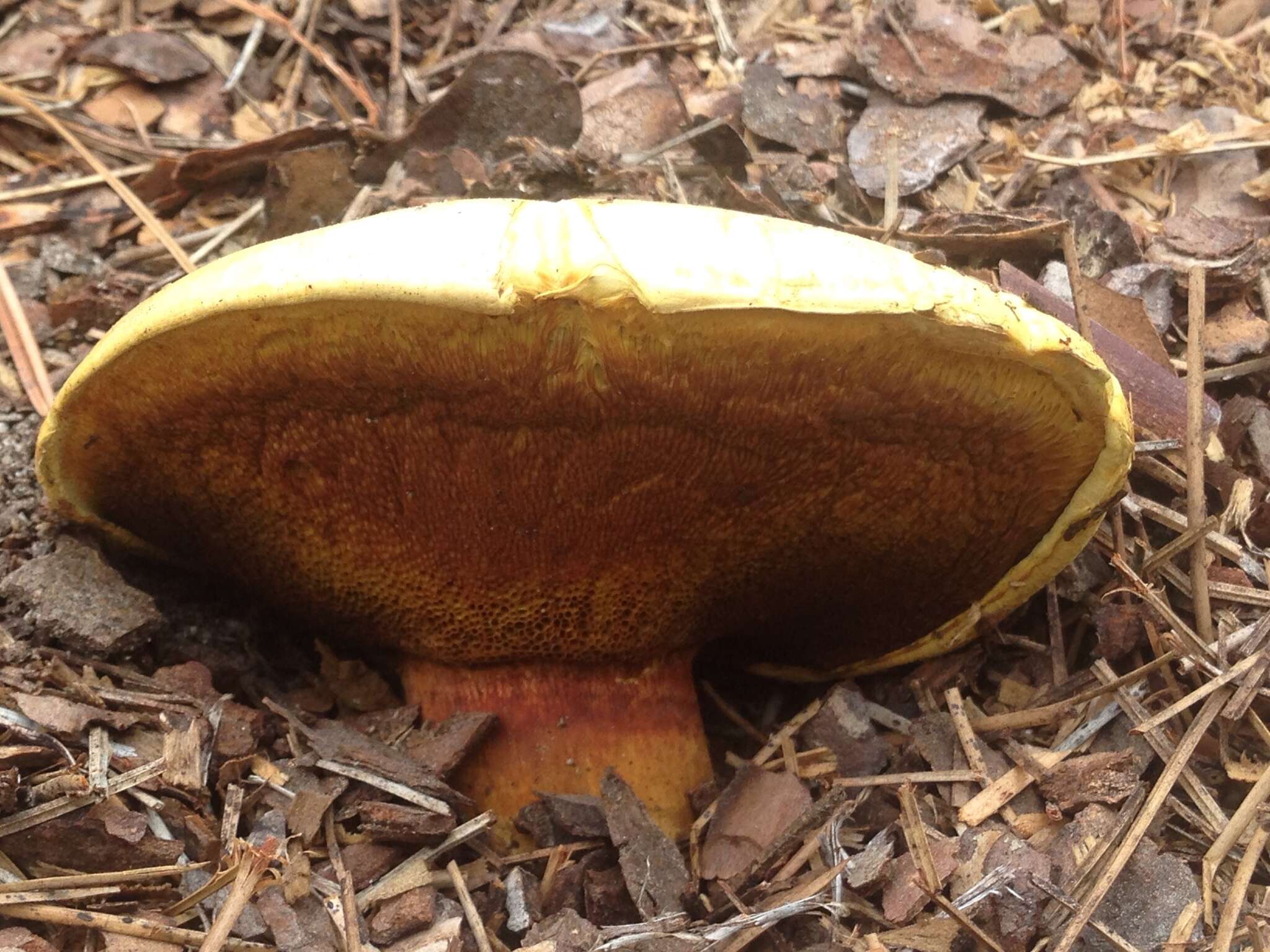 Image of Boletus orovillus Thiers & Kowalski 1967